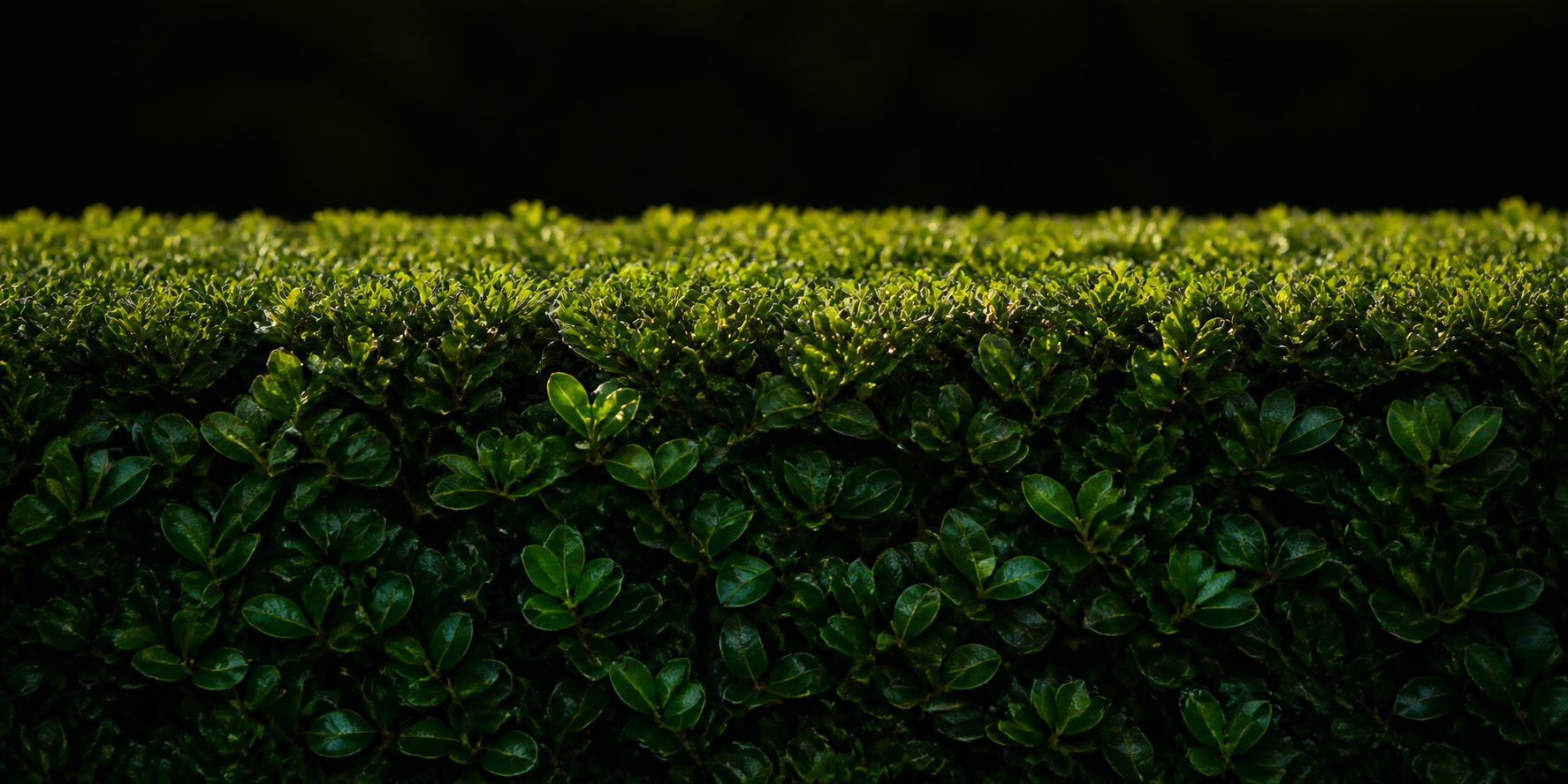 Abstract close-up texture of a neatly trimmed hedge