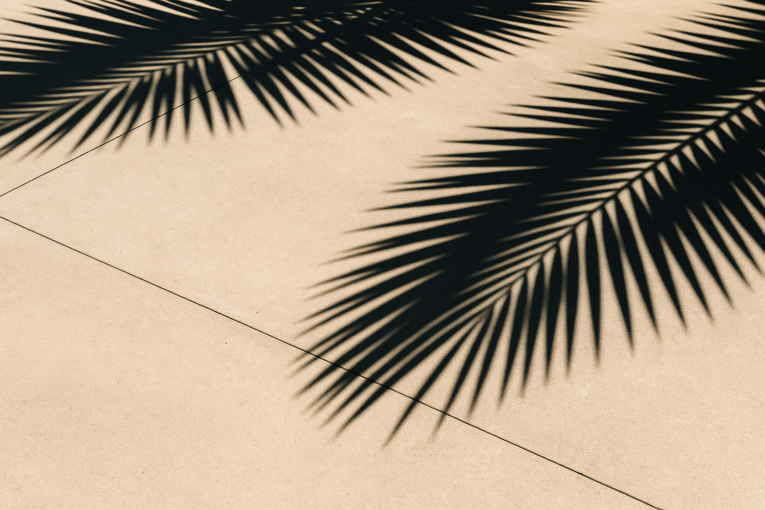 Palm frond shadows across a clean driveway